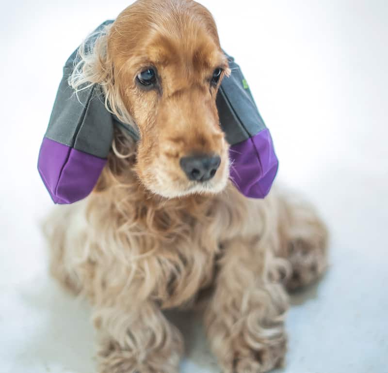 proteggi orecchie per cani