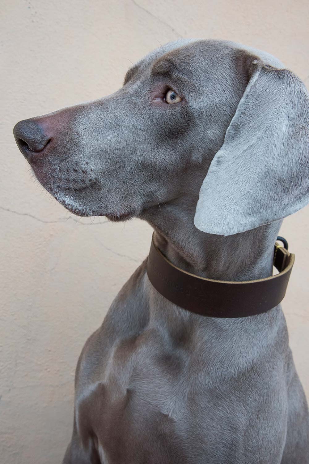 GREASED LEATHER COLLAR FOR DOGS