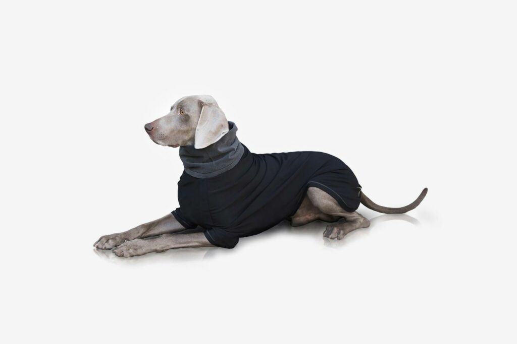 maglia tecnica per cani
